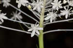 Eastern turkeybeard